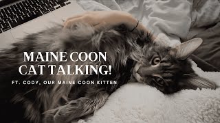 Maine Coon Cat Talking  “I Want My Morning Cuddles” [upl. by Tolmach802]