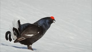 Le Grand Tétras ou Grand coq de bruyère [upl. by Acissaj]