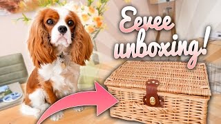 🐶 EEVEE GOT A SURPRISE HAMPER💌 [upl. by Amalbena]