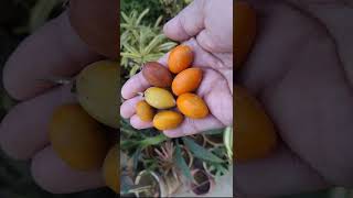 106 Fruits of Mimusops elengi Molsiri bakul plant Alias Garden [upl. by Minny]