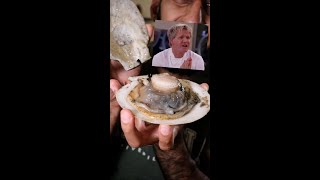 Lets Try Gordon Ramsays SCALLOPS [upl. by Aliakam444]