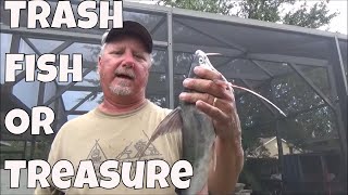 Can You Eat Saltwater Catfish Trash Fish or Treasure [upl. by Andriana]