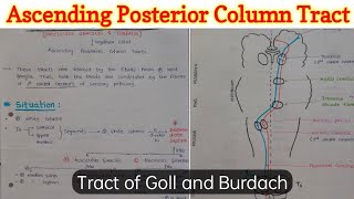 Fasciculus Gracilis and Fasciculus Cuneatus  Tract of Goll and Burdach  Ascending Tract [upl. by Abla]