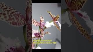 Viral Perbedaan Anggrek Oncidium White Fairy Vs Oncidium Colmanara Massai White [upl. by Seagraves512]