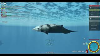 Cuviers beaked whale Added Oceanic testing 2 [upl. by Hazeghi]