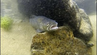 Corridoi blu – Il ripristino della biodiversità tra Ossola e Lago Maggiore  Progetto IdroLIFE [upl. by Jacobson]