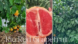 Rio Red Grapefruit Tree and Taste Test [upl. by Bronwen]