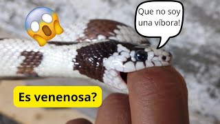 ¿CÓMO IDENTIFICAR UNA SERPIENTE VENENOSA Y NO VENENOSA DE BAJA CALIFORNIA SUR [upl. by Kier]