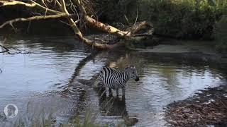 Crocodile Attacks Zebra  Safari Serengeti National Park  Real Wildlife Documentary Animal Attack [upl. by Neema]