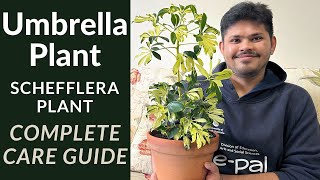 Umbrella Plant Complete Care Guide  Schefflera plant Care Tips [upl. by Edmonds]