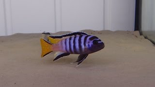 Pseudotropheus Elongatus Mpanga F1 [upl. by Dennett]