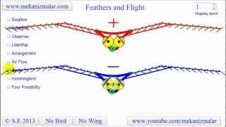 Feather Flight  How do birds fly [upl. by Burnard]