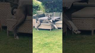 Beautiful freak eels greatdane shortsvideo [upl. by Sandor]