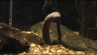 Aquatic Caecilian Birth [upl. by Euphemia415]