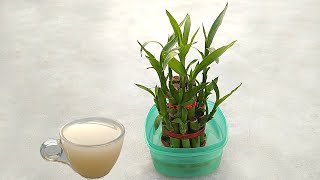 Best effective natural fertilizer for any indoor water plants  Specially lucky bamboo plants [upl. by Layod882]