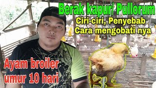 Ayam broiler umur 10 hari  Cara mengobati penyakit berak kapur pullorum pada ayam broiler [upl. by Heddy]