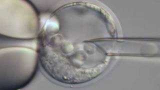 ES cell microinjection into a mouse blastocyst [upl. by Sirap301]