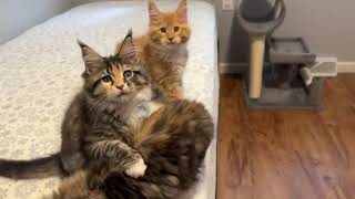 12 week old Maine Coon Babies Emmillies kittens [upl. by Llemrej]