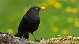 Gesang der Amsel oder Schwarzdrossel  Song of a Blackbird Wetzikon ZH Switzerland [upl. by Ximenes]