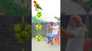 Rounding green coconuts bunch to Duck Peacock Pigeon amp Parrot  Birds names magic video [upl. by Durer904]