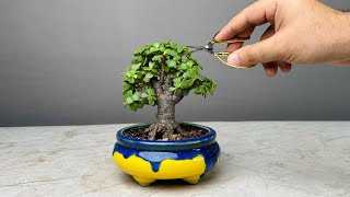 Making Bonsai Tree in 1 Year  Jade Plant  Repotting  Pruning  Portulacaria Afra [upl. by Llenrag]