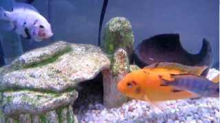 Pair of Calico  Marble Convict Cichlids  Amatitlania nigrofasciata Selective Bred [upl. by Fidelio]