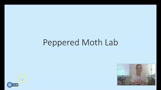 Peppered Moth Lab [upl. by Ignatzia]