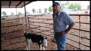 The benefits of crossbreeding dairy cattle ProCross dairyman Willie Bylsma Oakdale CA [upl. by Berns]