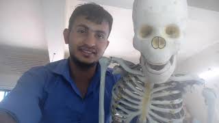 STUDY THE HUMAN SKELETON  PRACTICAL NO 33 11TH BIOLOGY  CBSE AND GSEB [upl. by Anaher853]