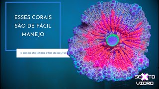 8 CORAIS INDICADOS PARA AQUARISTAS INICIANTES [upl. by Brezin982]