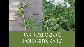 Na co pomaga podagrycznik i jak wygląda [upl. by Reinert]