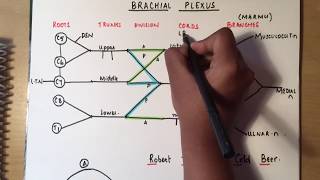 BRACHIAL PLEXUS made ridiculously simple part 1 DrawWithMe [upl. by Nahpos]