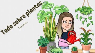 Todo sobre plantas [upl. by Sybil]