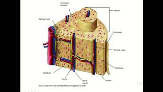 Osteons Osteoids Periosteum Endosteum in the Skeletal System [upl. by Darrill]