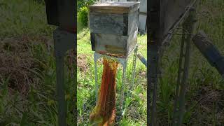 Capturing a Swarm of Japanese Honeybees [upl. by Bernat]