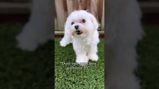 U come fast 💨 puppy pawlove dogcare doglovers cute [upl. by Katharine]