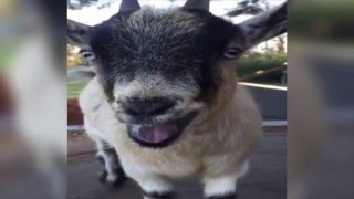 Baby Goat Makes Human Noises [upl. by Nitsrik]