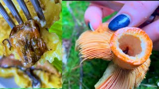 ASMR Cooking mushrooms Lactarius deterrimus [upl. by Marteena239]