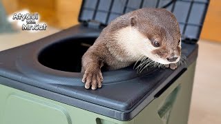 All Packages Delivered to Our House Are Inspected by My Otters Otter Life Day 924 [upl. by Eelitan]