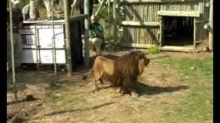 Rescued Lion released [upl. by Lecrad162]