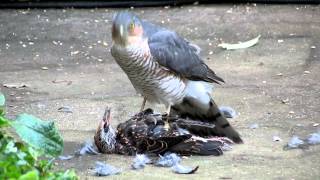 Sparrowhawk plucking live Starling pt2 [upl. by Liba]