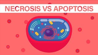 What is Necrosis vs What is Apoptosis [upl. by Kitarp]