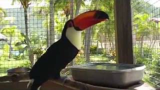 Paco the Toucans Satisfying Drink [upl. by Trebornhoj]