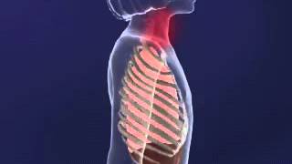 Intercostal MUscles animation YouTube [upl. by Eedissac918]