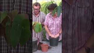 Tuto jardinage Tamaya Bégonia bambou Begonia maculata entretien et arrosage plante verte [upl. by Larson]