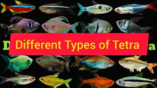 Types of Tetra Fish ll Unique and Common Tetra Fish ll Best Tetra for you [upl. by Ignacia]