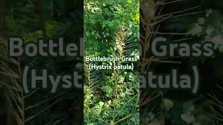 Bottlebrush Grass nativeplants garden ornamentalplants woodland [upl. by Dippold]