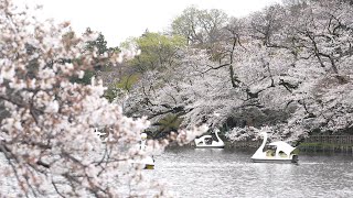 Floração total de cerejeiras um espetáculo para turistas e habitantes em Tóquio  AFP [upl. by Akiemaj827]