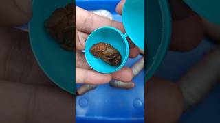 Surprise Eggs contain Beetle Pupae surpriseeggs [upl. by Ybsorc]