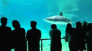 Shark Bay An Attraction at Sea World Gold Coast [upl. by Oiruam]